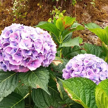 Dom wakacyjny Casa Dos Grilos Penacova