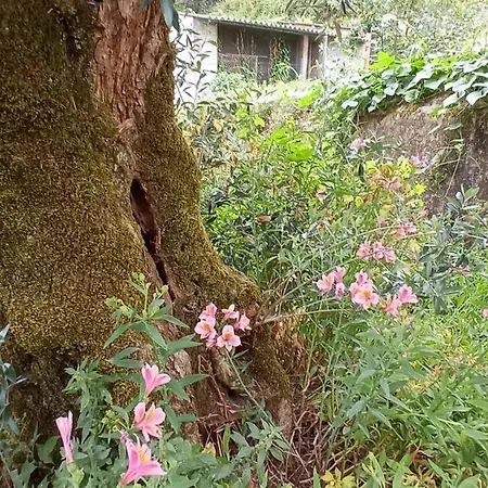 Dom wakacyjny Casa Dos Grilos Penacova