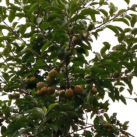 Casa Dos Grilos בית נופש *