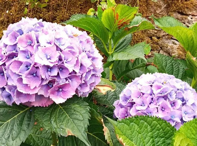 Holiday home Casa Dos Grilos Penacova