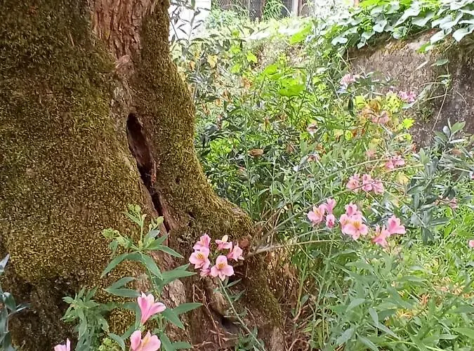 Сasa de vacaciones Casa Dos Grilos Penacova