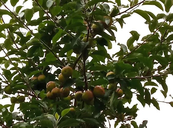 Casa Dos Grilos Holiday home *